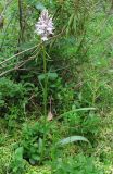 Dactylorhiza fuchsii