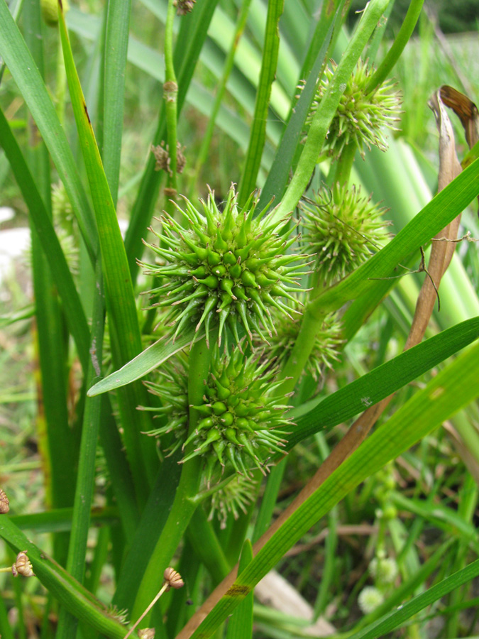 Image of Sparganium emersum specimen.