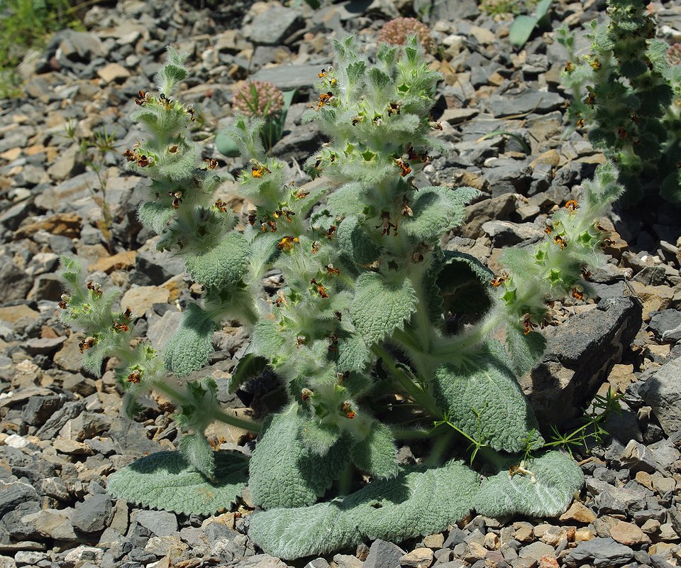 Image of Paraeremostachys karatavica specimen.