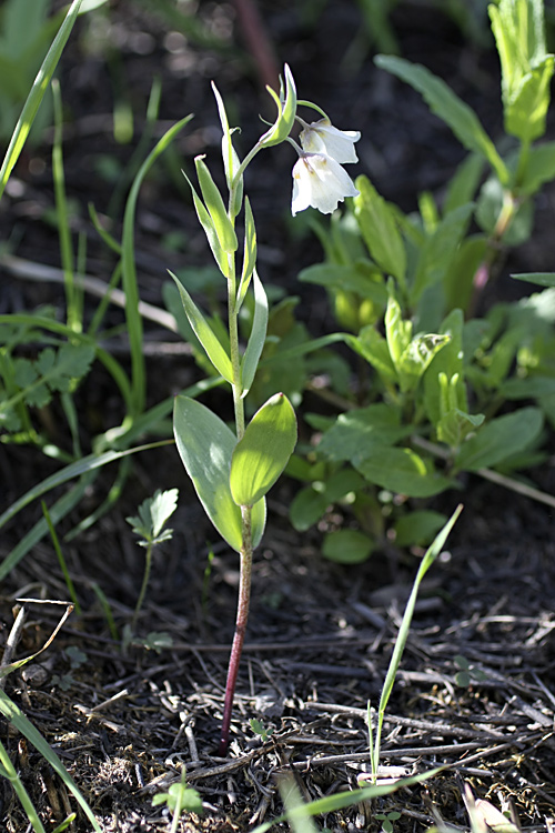 Image of Rhinopetalum bucharicum specimen.