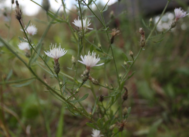 Image of Centaurea diffusa specimen.