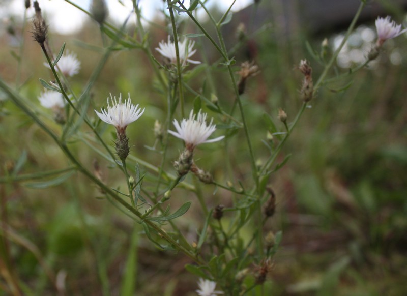 Изображение особи Centaurea diffusa.