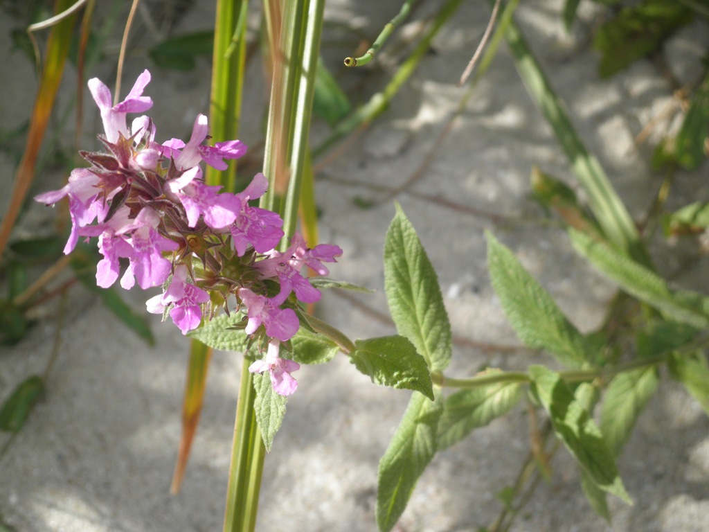 Изображение особи Stachys palustris.