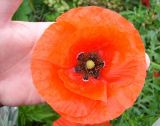 Papaver rhoeas