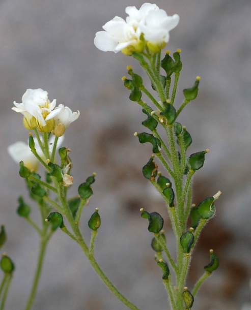 Image of Draba borealis specimen.