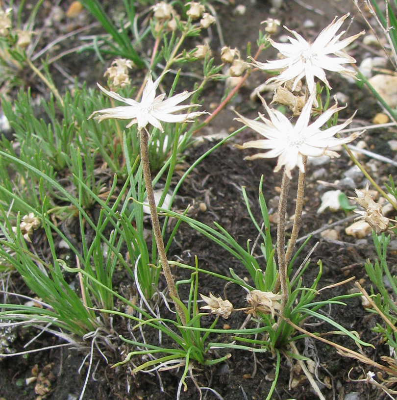 Image of Arctogeron gramineum specimen.