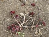 Sedum spurium