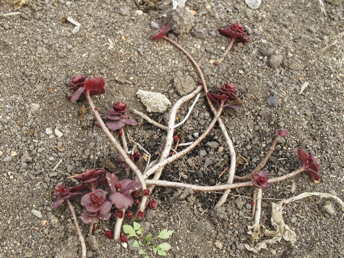 Image of Sedum spurium specimen.