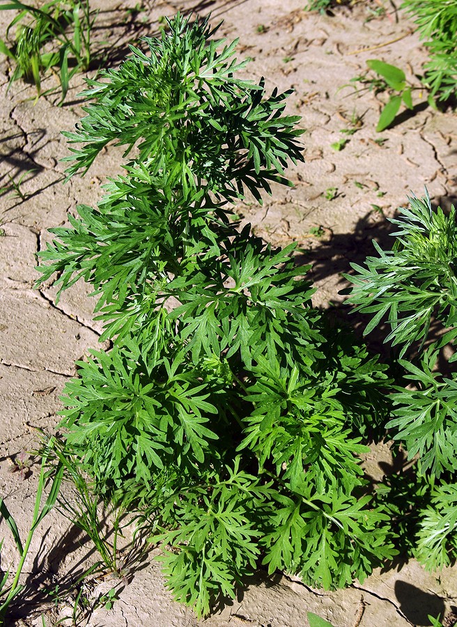 Image of Artemisia absinthium specimen.