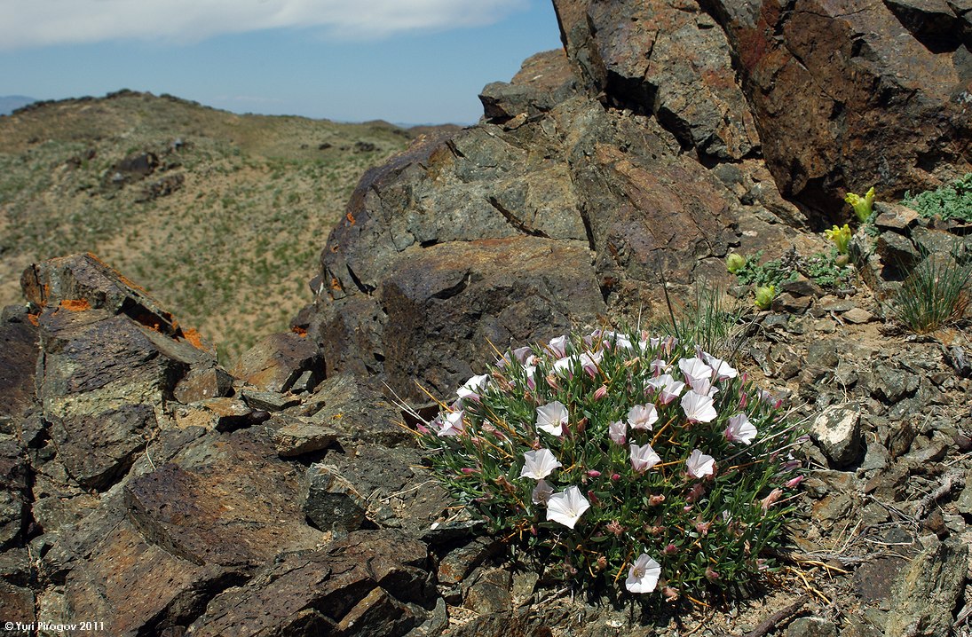 Изображение особи Convolvulus tragacanthoides.