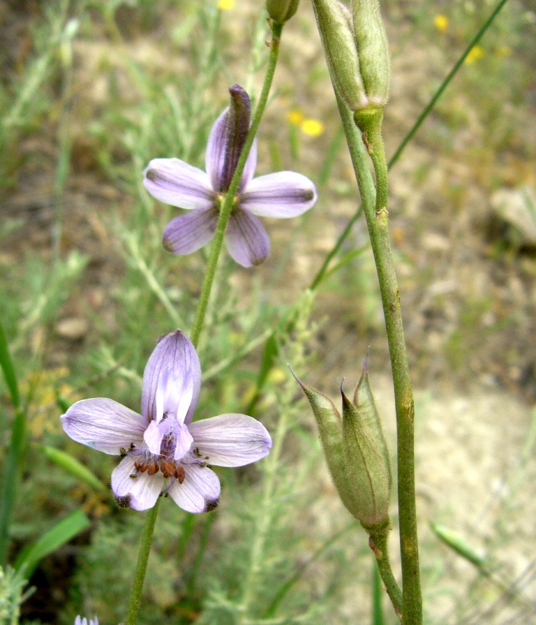 Image of Delphinium turkmenum specimen.
