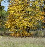Tilia cordata. Деревья с листьями в осенней окраске на лугу. Московская обл., Раменский р-н, окрестности д. Хрипань. 24.09.2007.