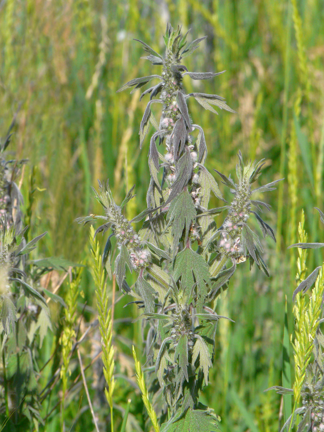 Изображение особи Leonurus quinquelobatus.