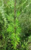Artemisia vulgaris. Нижняя часть растения. Нижегородская обл., Кстовский р-н, берег р. Кудьма. 14.07.2011.