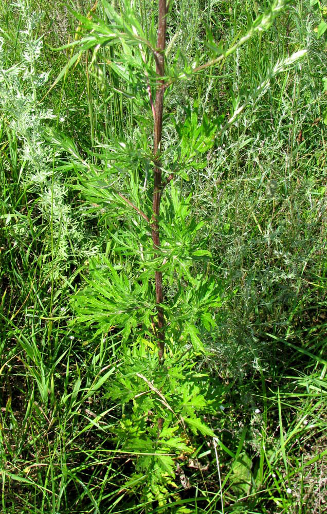 Изображение особи Artemisia vulgaris.