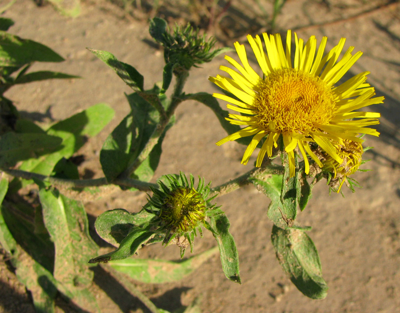 Image of Inula britannica specimen.