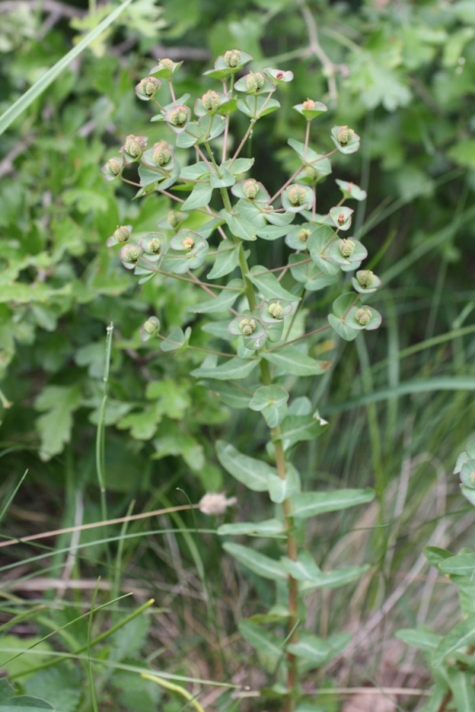 Image of Euphorbia condylocarpa specimen.