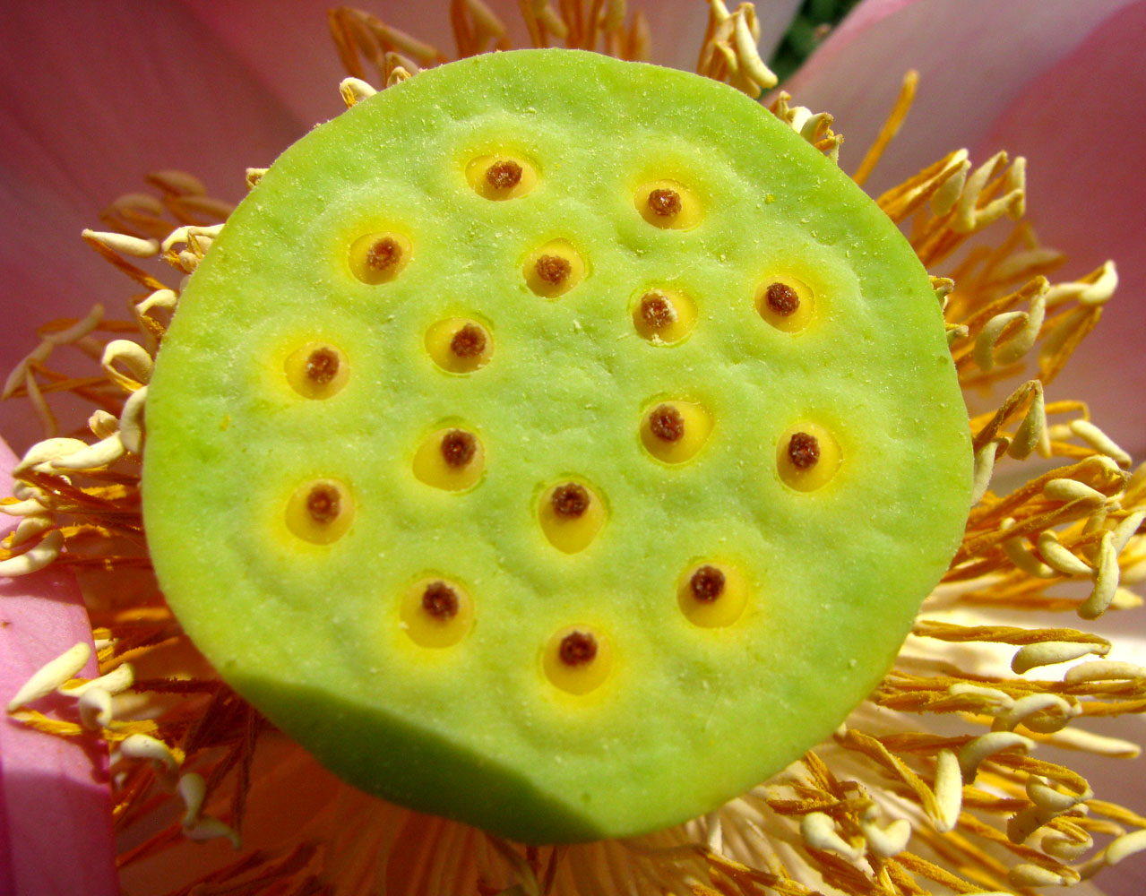 Image of Nelumbo caspica specimen.