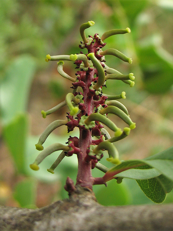 Изображение особи Ceratonia siliqua.