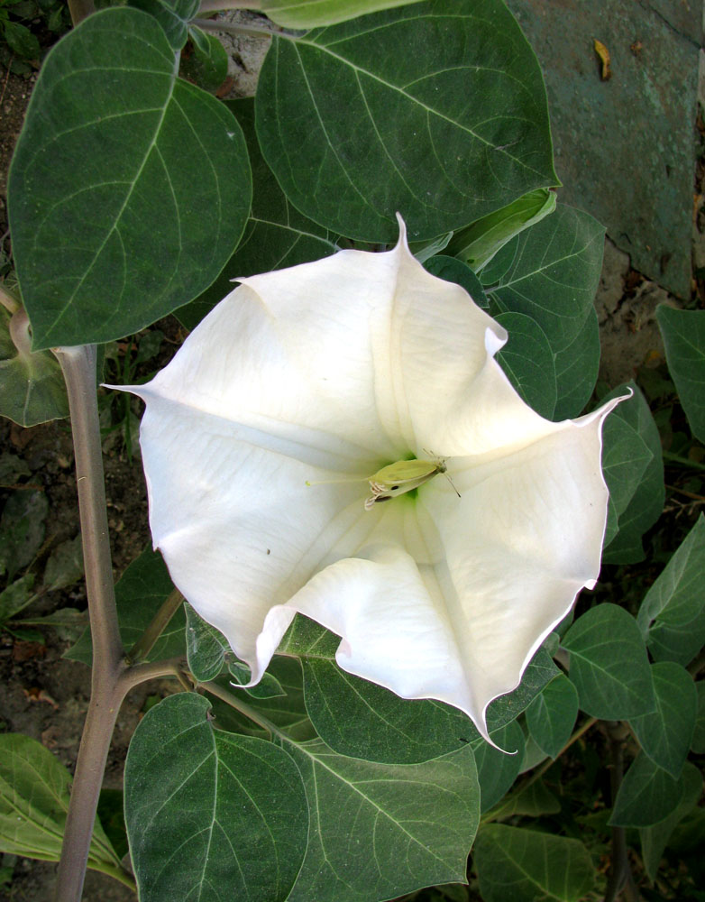 Изображение особи Datura wrightii.