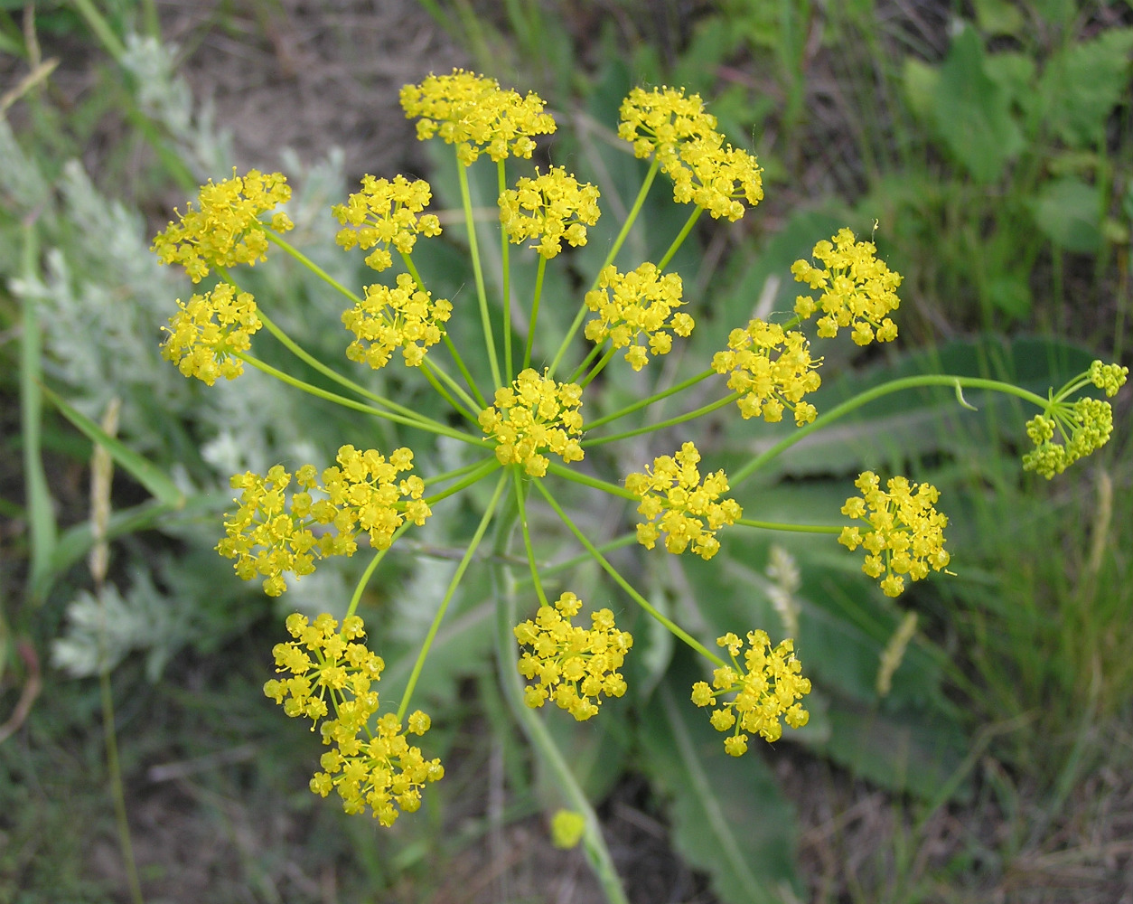 Изображение особи Pastinaca clausii.