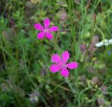 Dianthus deltoides