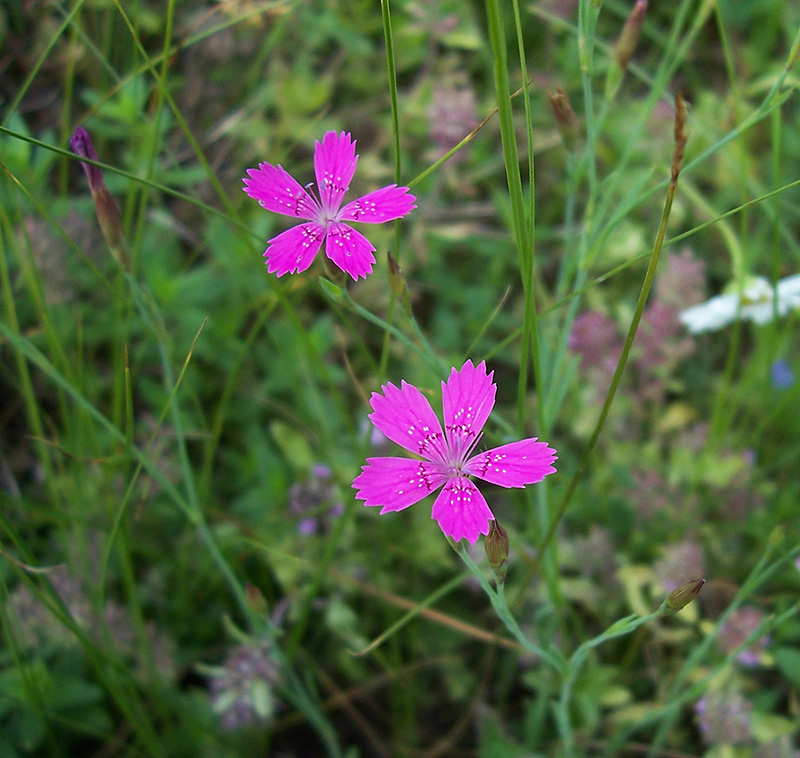 Изображение особи Dianthus deltoides.