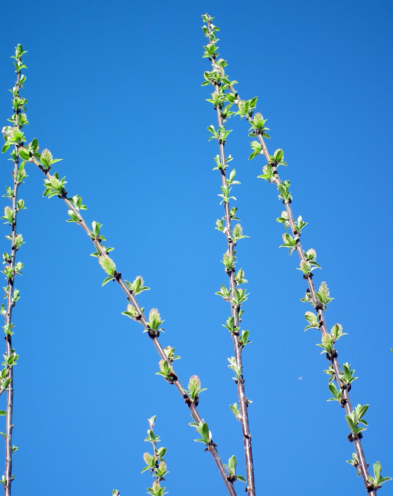 Изображение особи Salix phylicifolia.