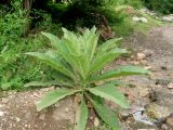 Verbascum densiflorum