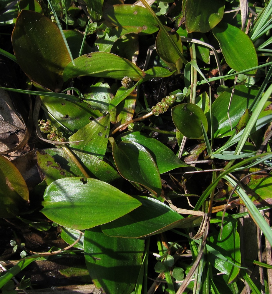 Image of Potamogeton polygonifolius specimen.