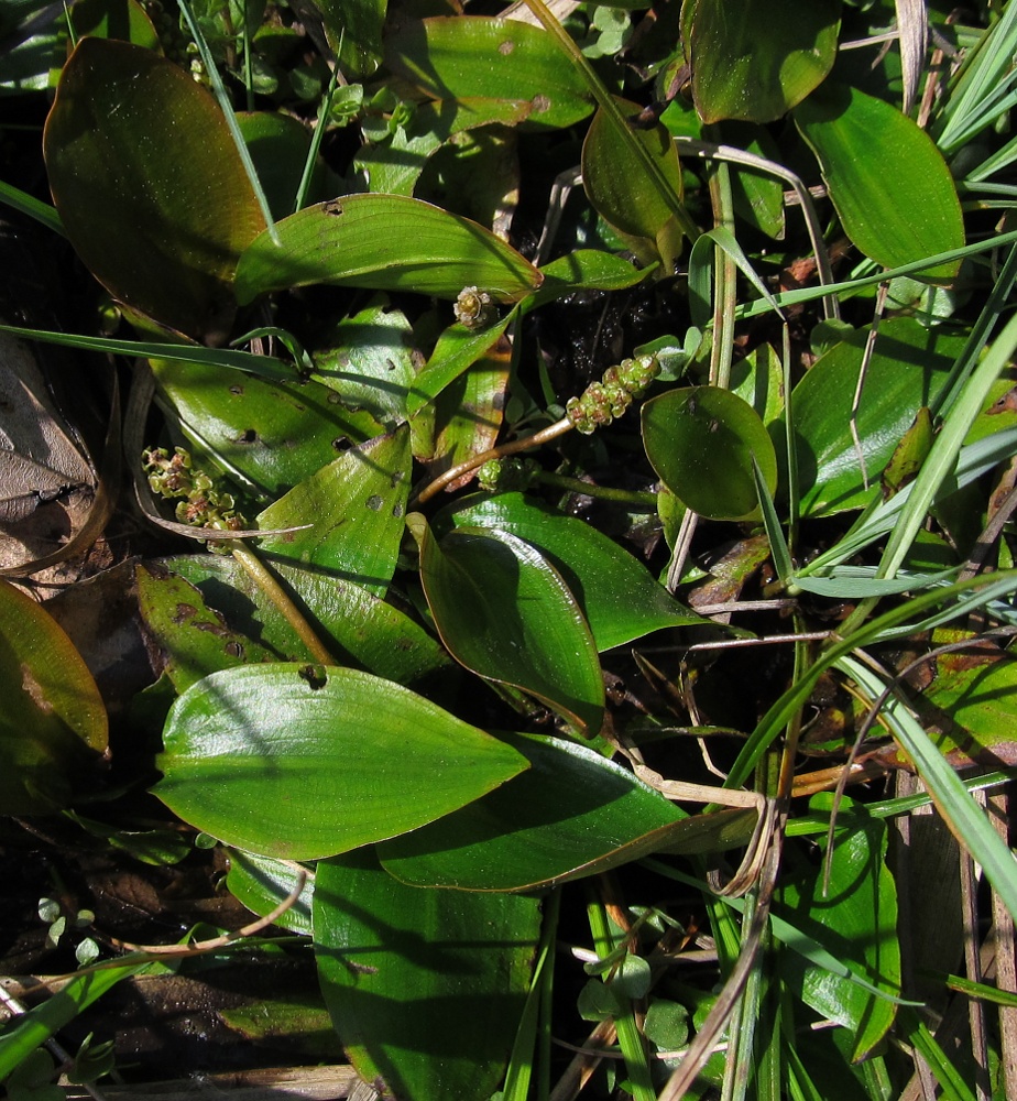 Изображение особи Potamogeton polygonifolius.