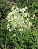 Filipendula vulgaris. Верхушка растения с соцветием. Казахстан, Восточно-Казахстанская область; Западный Алтай, скл. Ульбинского хребта, окр. с. Ушановское. 05.06.2012.