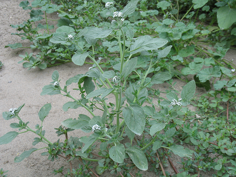 Изображение особи Heliotropium ellipticum.