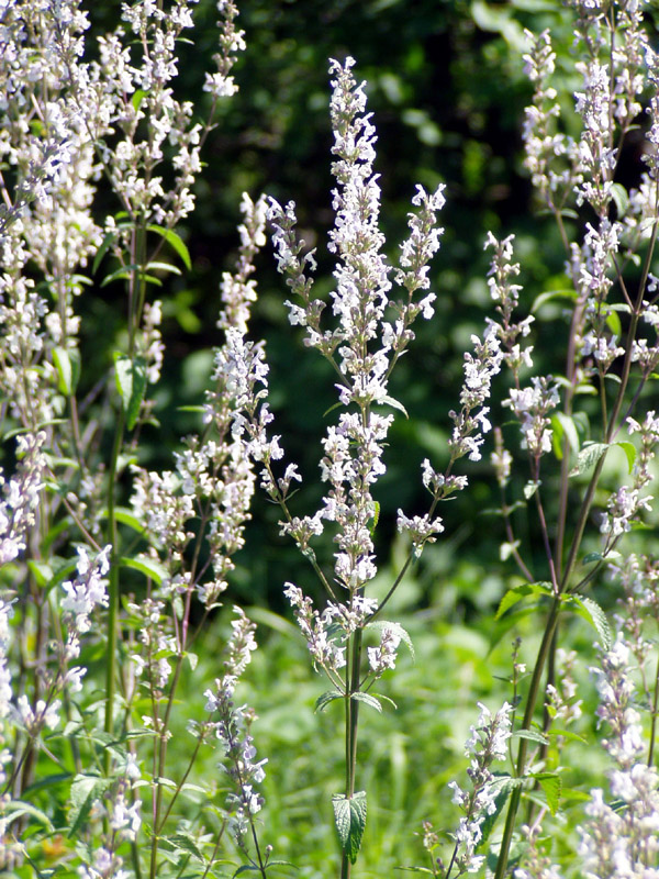 Image of Nepeta nuda specimen.