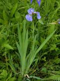 Iris setosa