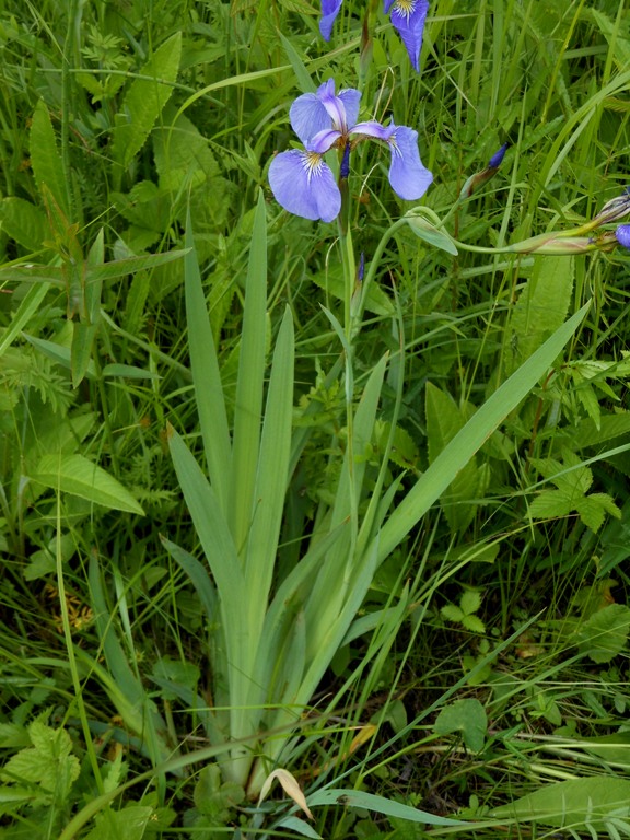 Image of Iris setosa specimen.