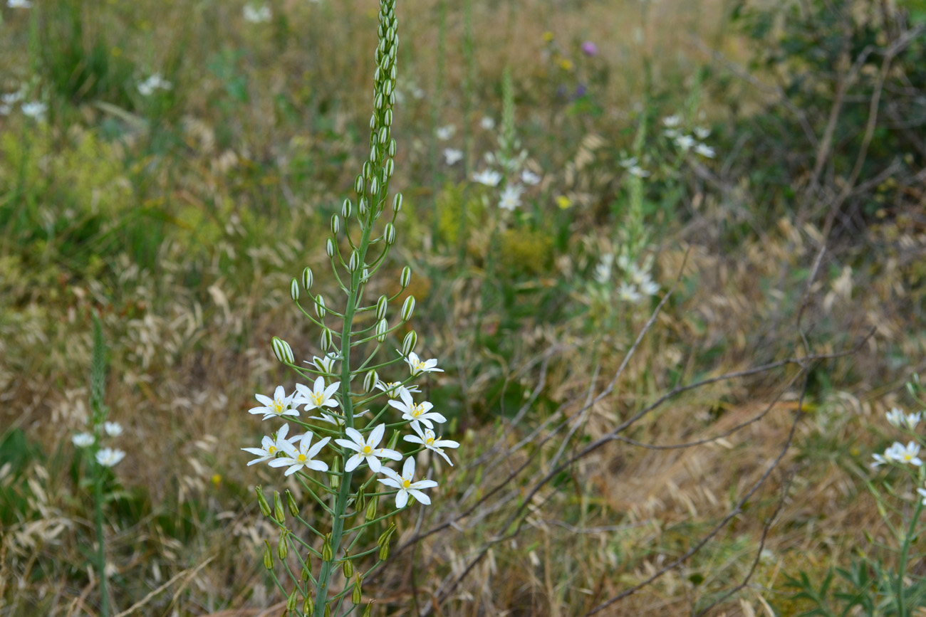 Изображение особи Ornithogalum ponticum.