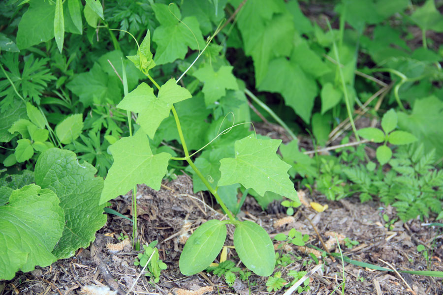 Изображение особи Echinocystis lobata.