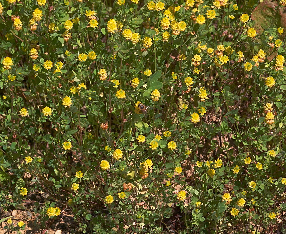 Image of Trifolium campestre specimen.