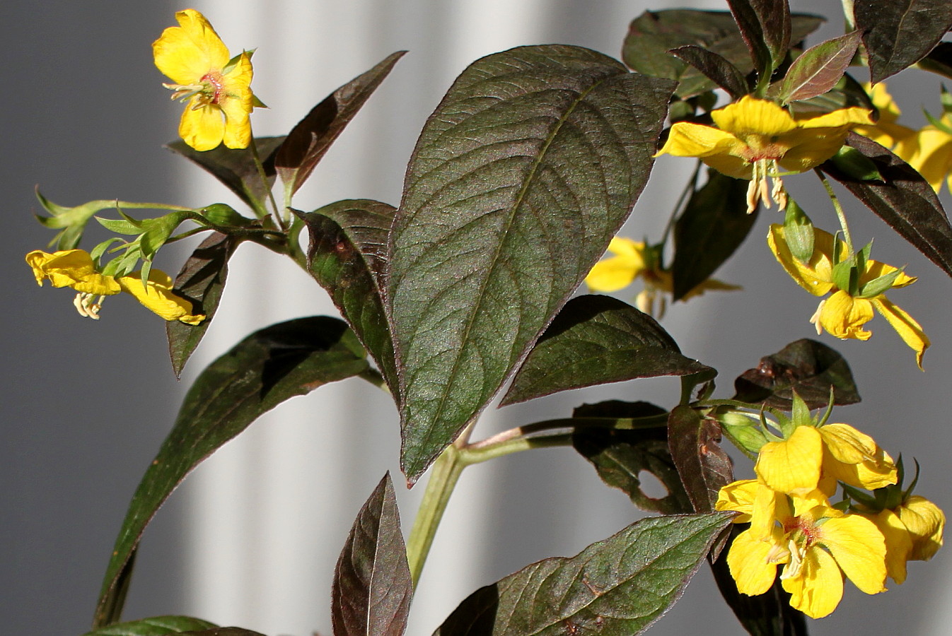 Изображение особи Lysimachia ciliata.