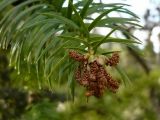 Cunninghamia lanceolata. Побег с мужскими стробилами. Сочи, дендрарий. 16.03.2009.