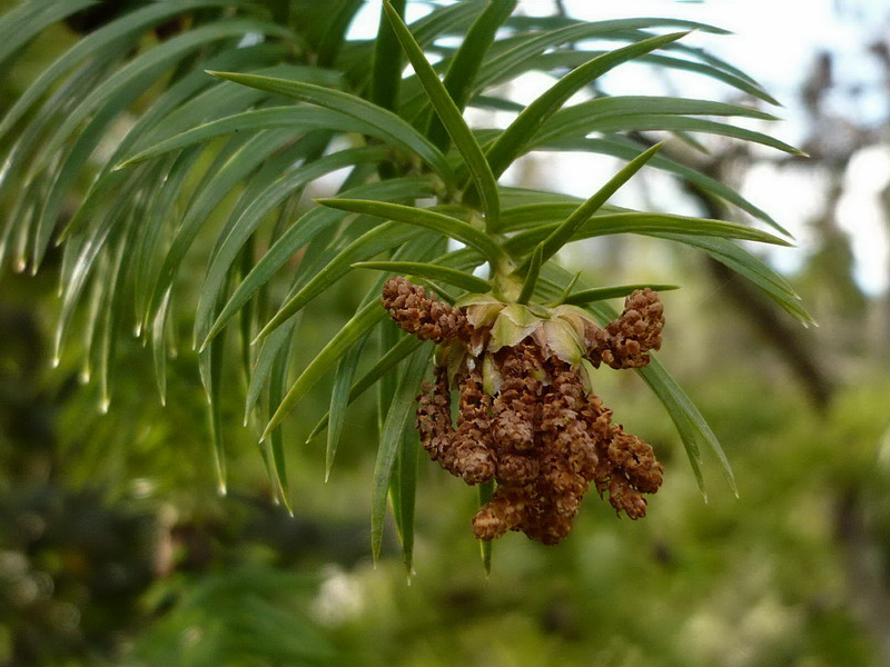 Image of Cunninghamia lanceolata specimen.