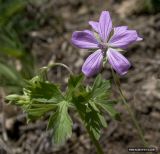 Geranium asphodeloides