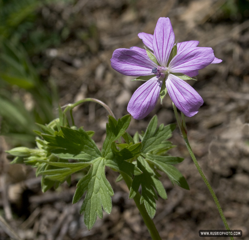 Изображение особи Geranium asphodeloides.