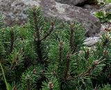 Pinus mugo. Верхушки побегов взрослого растения (культивар ´Humpy´). Германия, г. Krefeld, ботанический сад. 31.07.2012.