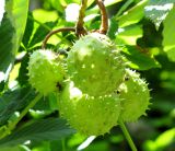 Aesculus hippocastanum. Плоды. Австрия, Вена, Народный парк. 10.09.2012.