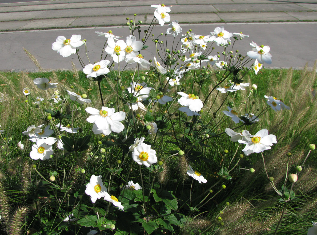 Image of Anemone hupehensis specimen.