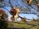 Fagus &times; taurica