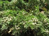 Chamaecyparis lawsoniana