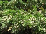 Chamaecyparis lawsoniana. Часть кроны с шишками. Венгрия, Хевеш, г. Эгер, Церковь цистерцианцев. 11.09.2012.